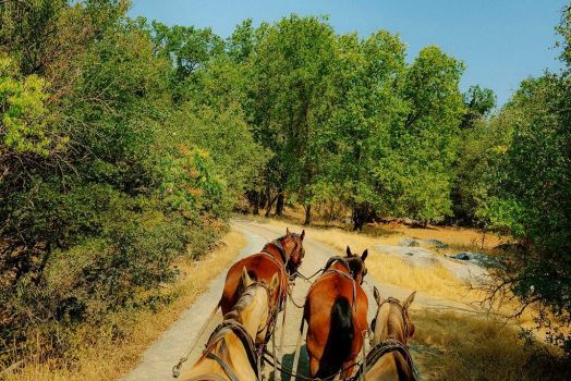 Solve A stagecoach ride in California’s Columbia State Historic Park ...