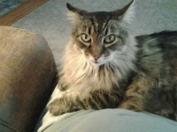 Murphy our Maine Coon