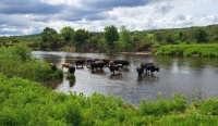 Coos of the Clyde