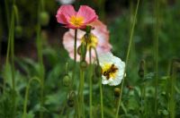 Sandringham Gardens