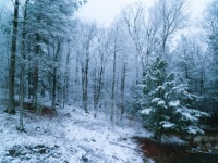 Spring???