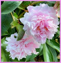 In my brother's garden.  In mijn broers tuin.