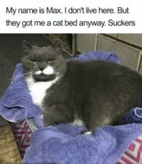 Cat shaming series