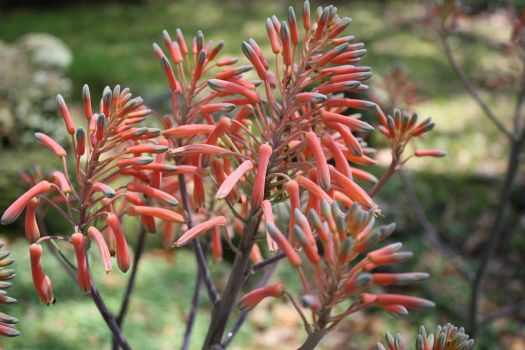 ALOE VERA FLOWERS