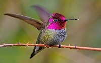 Humming Bird  🪽