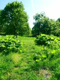 Groot Hoefblad / Petasites hybridus. In March the flower (aar) shows first and later on the, up to 1 meter large, leaves. It is hard to get rid of such plants if you have them in your garden. They love wet lands (like here, where you can hardly see the br