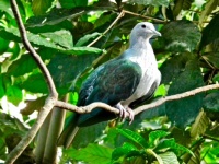 Green Imperial-pigeon