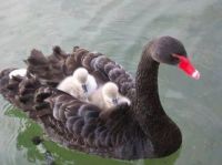 Mother Swan