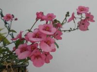 In the pink