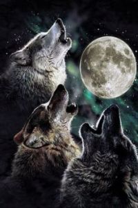Three Wolves Howlin' At The Moon