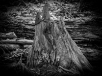 Just a Stump in Black and White