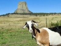 Finn at Devils Tower