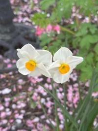 Jonquils against a background of spent cherry blossoms