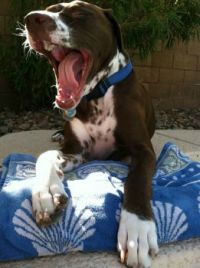 Mikie yawning by pool  copy