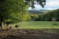 Wildpark Daun