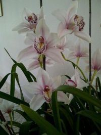 pale pink orchids