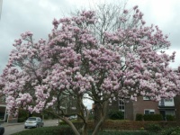 A large magnolia/tuliptree in Winterswijk