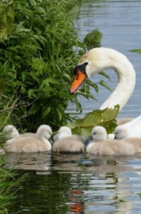 &quot;Solitude&quot;