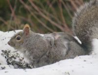 Maine gray squirrel