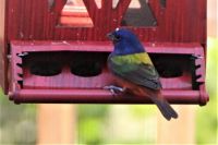 Painted Bunting