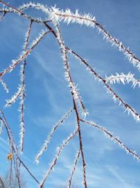 winter 2013 005