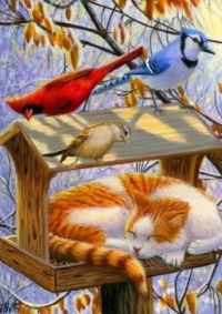 Cat and birds