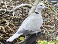 Collared Dove