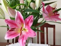Pink Tiger Lily