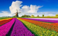 Dutch Windmill and Tulip Field