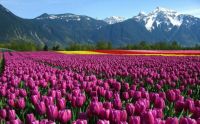 Tulip fields, 3