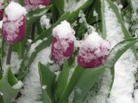 Snow tulips