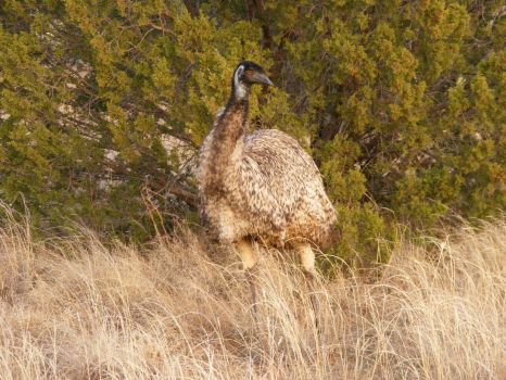 Emu on the RM Ranch