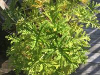 Citronella in November