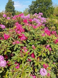 Flowers for today :-)