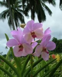 Taken at the Orchids Farm at Quezon, Philippines