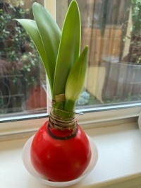 New Stalk