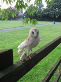 MOMMY & BABY OWL...