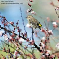 Yellow-rumped Warbler - or butterbutt as they're often called by birders