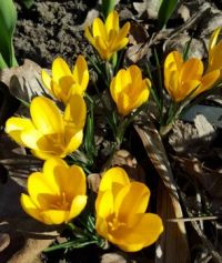 Spring Crocus 2