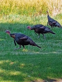 Turkey anyone?