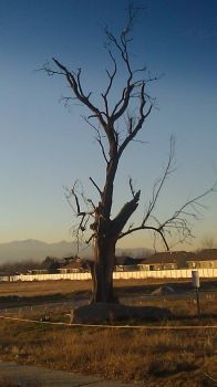 Last  One Standing