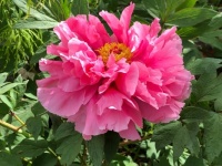 Peggy's Tree Peony is magnificent