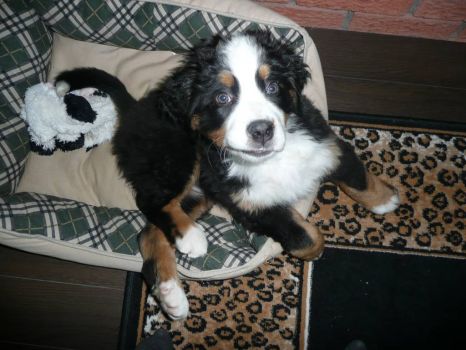 Bernese puppy