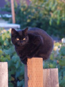 cat on a fencepost