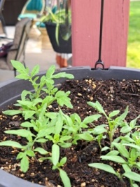 Tomato plants growing