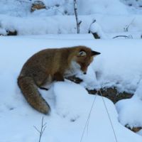 fox in Bialowieza forest