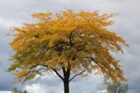 Yellow Tree Against Grey Sky 04-IMG_0759