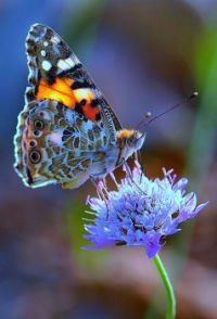 butterfly5