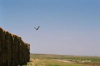 Bird in the sky