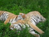 Wildcat Sanctuary MN